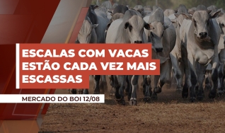 Carlito Guimarães - Pecuarista na Região de São José do Xingu/MT