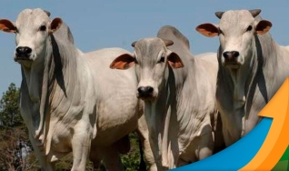 Laura Rezende - Consultora da Agrifatto