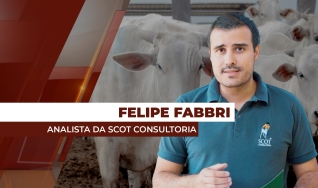 Felipe Fabbri - Analista de Mercado da Scot Consultoria