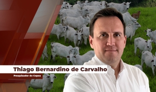 Thiago Bernardino de Carvalho - Pesquisador do Cepea