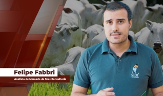 Felipe Fabbri - Analista de Mercado da Scot Consultoria