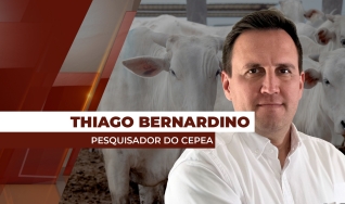 Thiago Bernardino de Carvalho - Pesquisador do Cepea