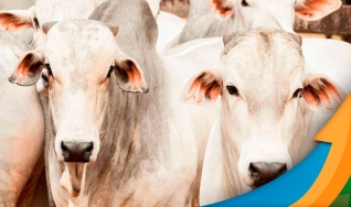 Hyberville Neto - Médico veterinário e diretor da HN AGRO