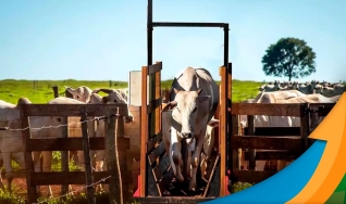 Ronaty Makuko - Consultor Comercial da Pátria Agronegócios