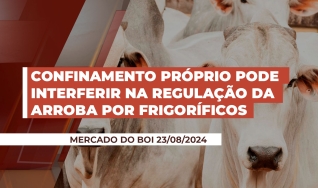 Geraldo Isoldi - Analista de Commodities