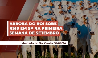 Felipe Fabbri - Analista de Mercado da Scot Consultoria