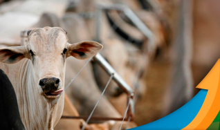Hyberville Neto - Médico veterinário e diretor da HN AGRO
