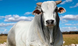 Hyberville Neto - Médico veterinário e diretor da HN AGRO
