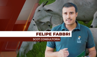 Felipe Fabbri - Analista de Mercado da Scot Consultoria