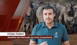 Felipe Fabbri - Analista de Mercado da Scot Consultoria
