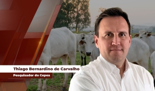 Thiago Bernardino de Carvalho - Pesquisador do Cepea
