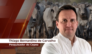 Thiago Bernardino de Carvalho - Pesquisador do Cepea