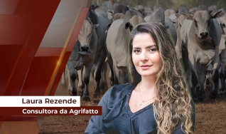 Laura Rezende - Consultora da Agrifatto