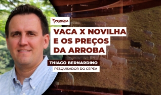 Thiago Bernardino de Carvalho - Pesquisador do Cepea