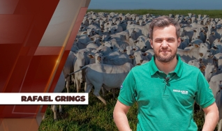 Rafael Grings - Consultor da Hedge Agro Consultoria