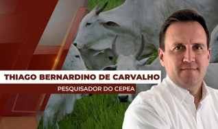 Thiago Bernardino de Carvalho - Pesquisador do Cepea