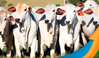 Laura Rezende - Consultora da Agrifatto