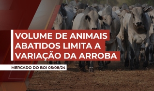 Eberti Aguiar - Consultor da Hegde Agro Consultoria