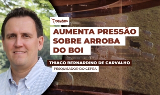 Thiago Bernardino de Carvalho - Pesquisador do Cepea