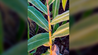 Modesto Félix Daga - Diretor do Sindicato Rural de Cascavel/PR