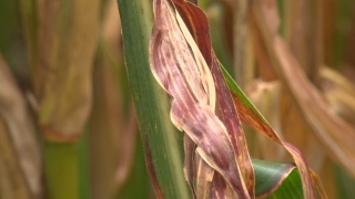 Danilo Vanzin - Presidente do Sindicato Rural de Frederico Westphalen/RS