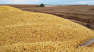 Guilherme Lamb - Produtor Rural