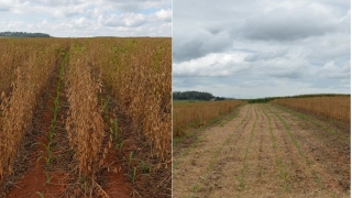 Emerson Borghi - Pesquisador Embrapa Milho e Sorgo