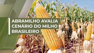 Paulo Bertolini - Presidente da Abramilho