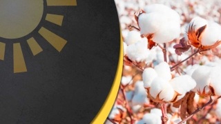 Isabela Aguiar - Eng. Agrônoma e Coordenadora de Acesso ao Mercado na Nitro