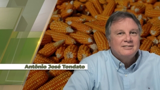 Antônio José Tondato - Produtor Rural - Cândido Mota/SP