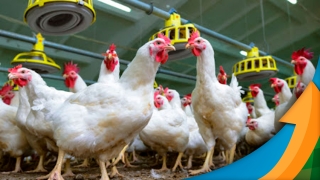 Bruno Pessamilio - Chefe da Divisão de Sanidade de Aves