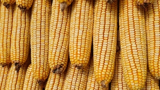 Alécio Maróstica - Presidente Sindicato Rural de Cristalina - GO