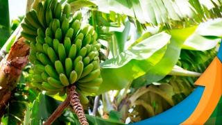 Gelton Guimarães - Pesq. em Solos e Nutrição de plantas na Estação Experimental da Epagri