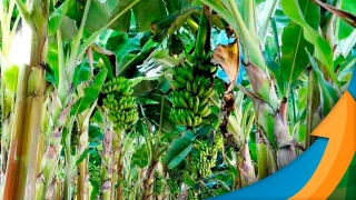 Daniel Teixeira - Especialista Agronômico da Yara Brasil
