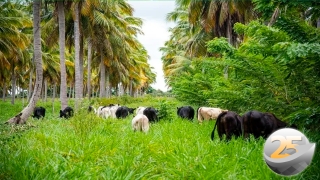 Sabrina Coneglian - Gerente de Novos Negócios da Mosaic Fertilizantes