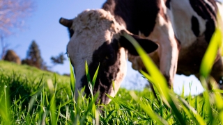 Tiago de Pauli - Eng. Agrônomo e Ger. de Nutrição Animal da Biotrigo Genética