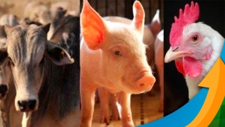 Wagner Hiroshi Yanaguizawa - Analista de Proteína Animal do Rabobank