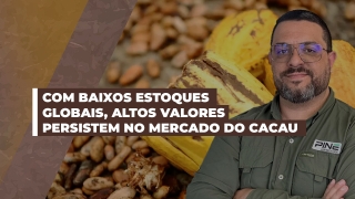 Alê Delara - Sócio Diretor da Pine Agronegócios