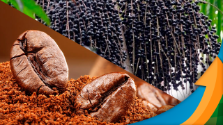 Café e açaí brasileiros atraem a atenção do mercado chinês, abrindo oportunidade para exportadores