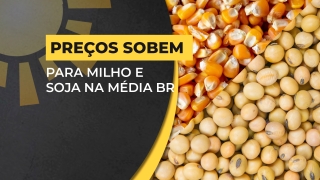 Matheus Pereira