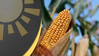 Bom dia Agro