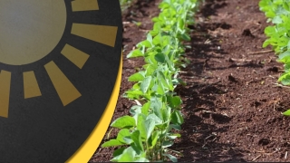 Matheus Pereira