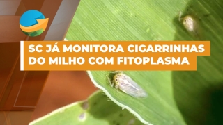 Maria Cristina Canale Rappussi da Silva - pesquisadora da Epagri - SC
