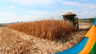 Marcílio Fernandes Marangoni - Engenheiro Agrônomo de Darcinópolis - TO
