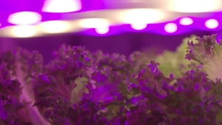 Geraldo Maia - Co-Founder Pink Farms