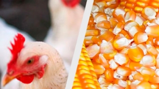 Irineo da Costa Rodrigues - Presidente  da Lar Cooperativa Agroindustrial