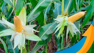 Marilson Dorigon - Produtor Rural na Região de Sertanópolis/PR