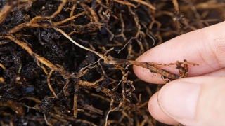 Eros Francisco - Engenheiro agrônomo e doutor em Solos e Nutrição de Plantas