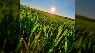 Dionatam Marquezin - Engenheiro Agrônomo