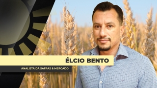 Élcio Bento - Analista da Safras & Mercado